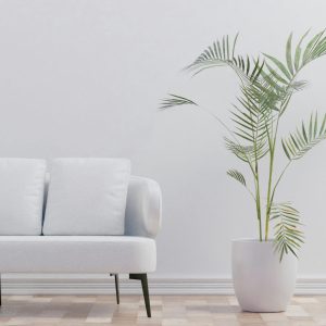 Modern minimalist living room with palm plant and white sofa enhancing comfort.