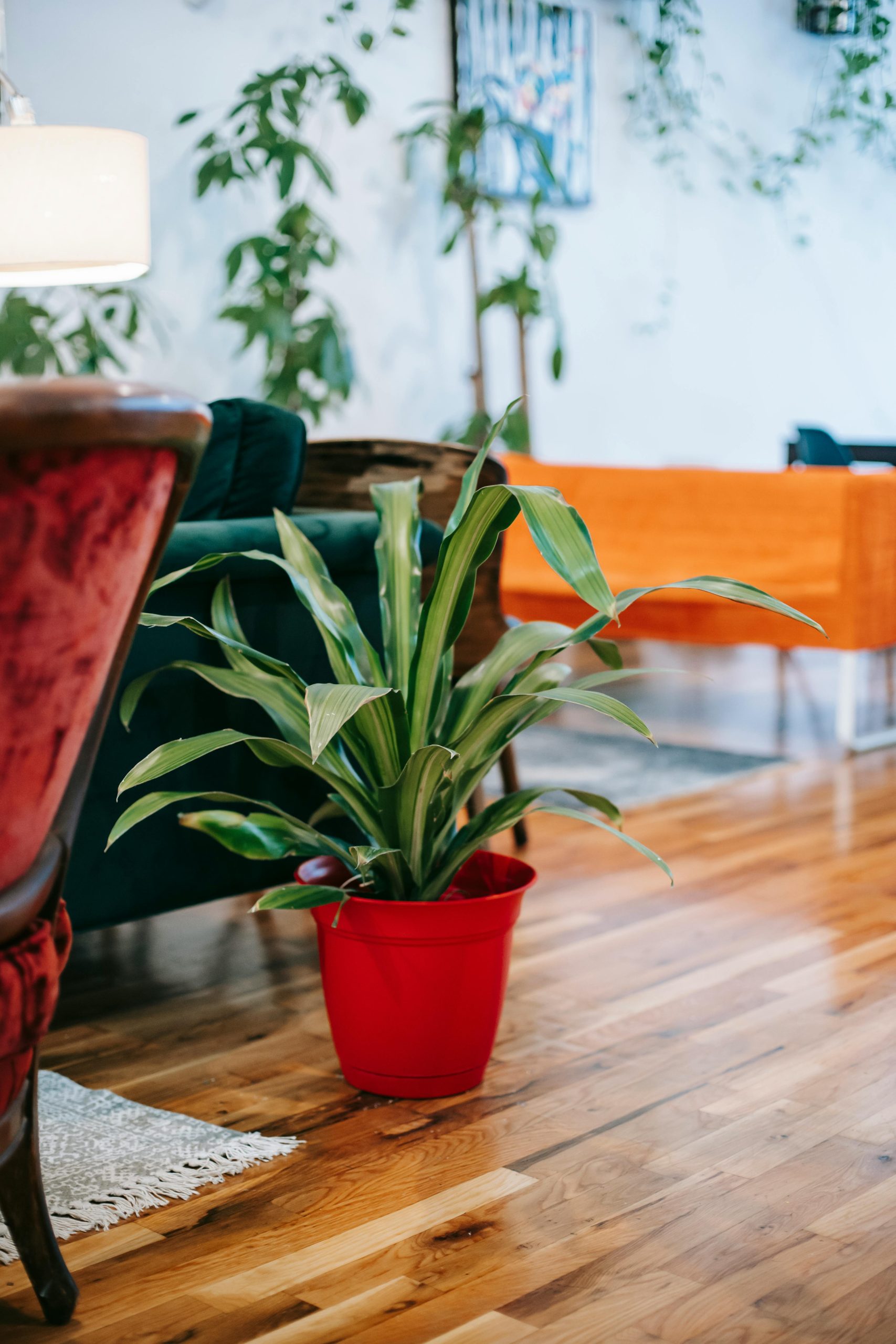 pexels photo 5825393 5825393 Green plant in pot on wooden floor near sofas in light room at home